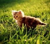 pic for Pretty little cat in grass 